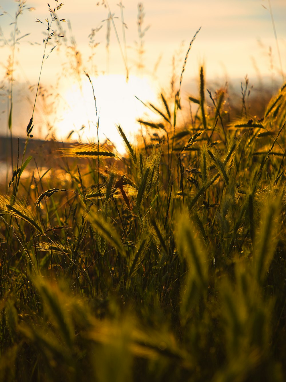Un campo de hierba con la puesta de sol de fondo