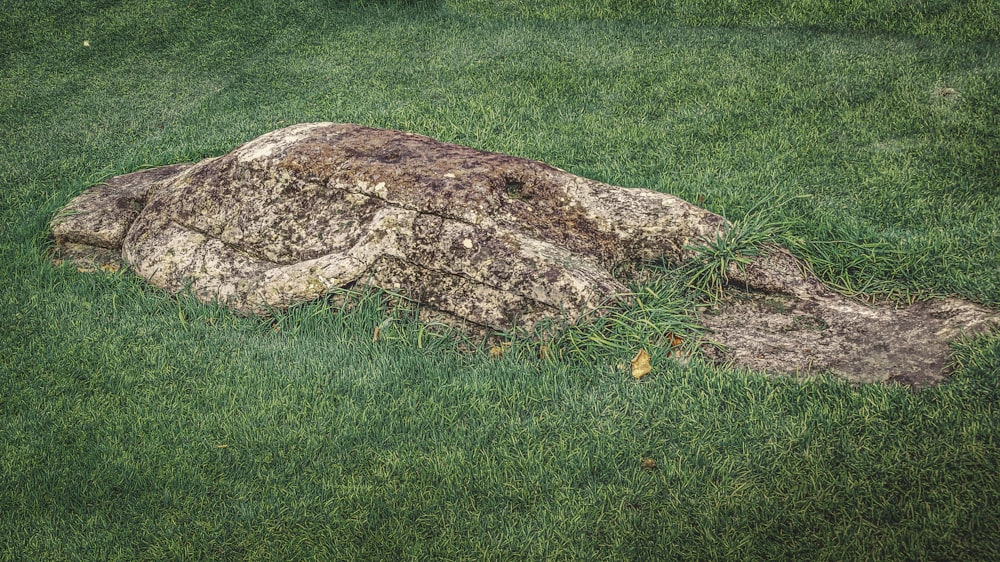 a large rock laying on top of a lush green field