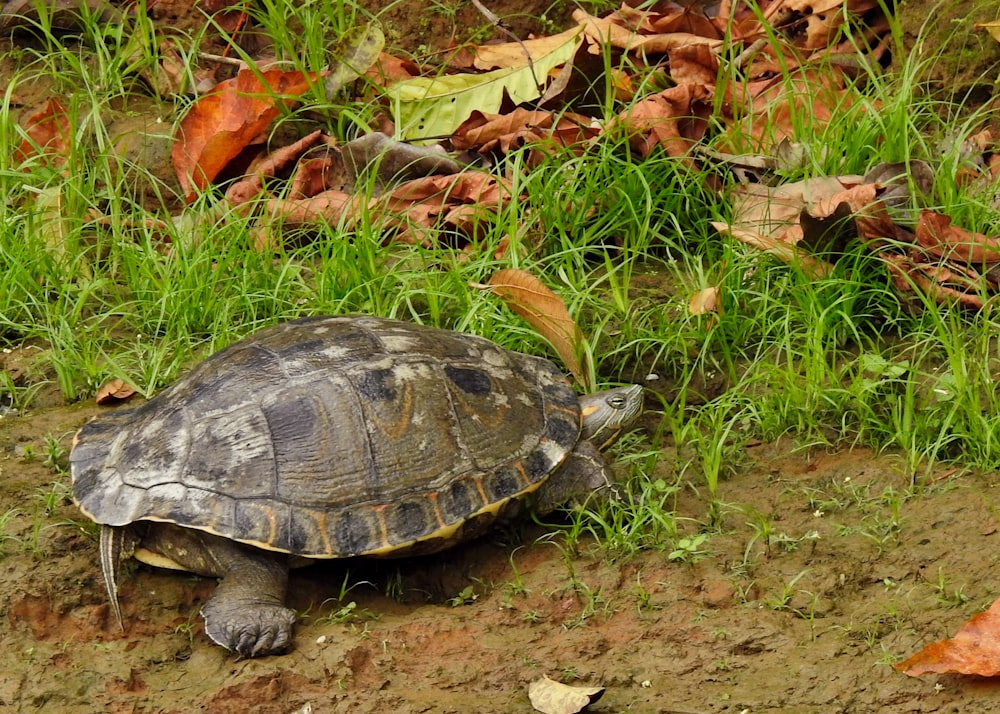 a small turtle is walking through the grass