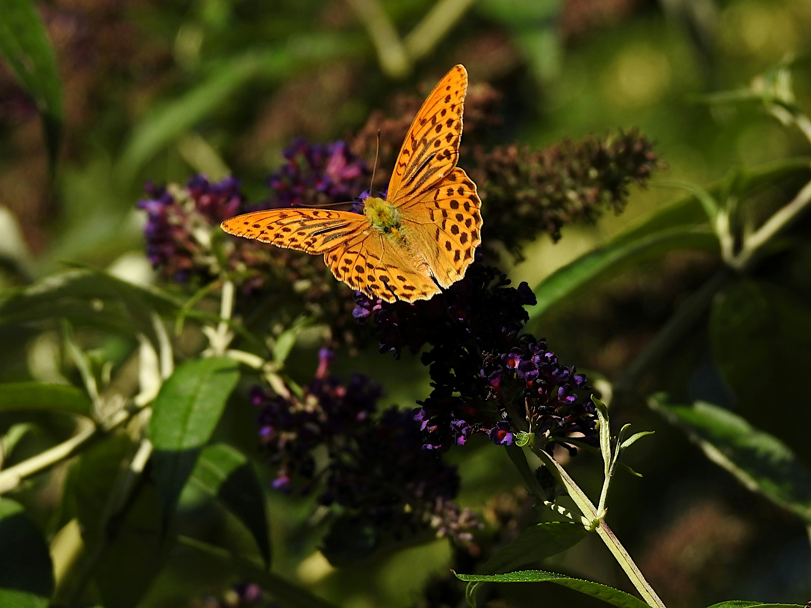 Photo by artemisdesign