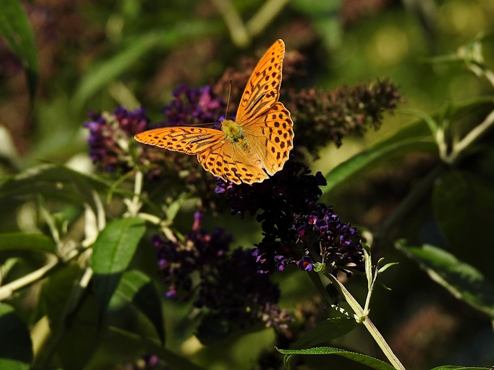 a butterfly sitting on top of a purple flower