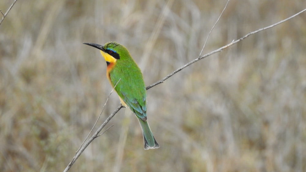 un piccolo uccello verde seduto sulla cima di un ramo dell'albero