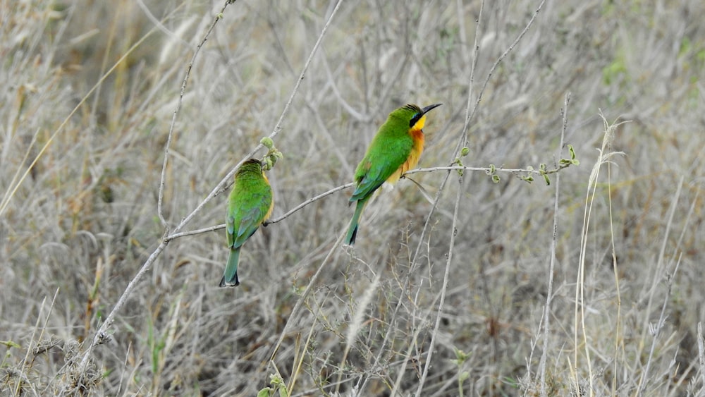 Dos pájaros verdes y amarillos posados en una rama