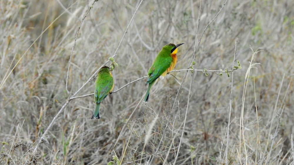 two green and yellow birds perched on a branch