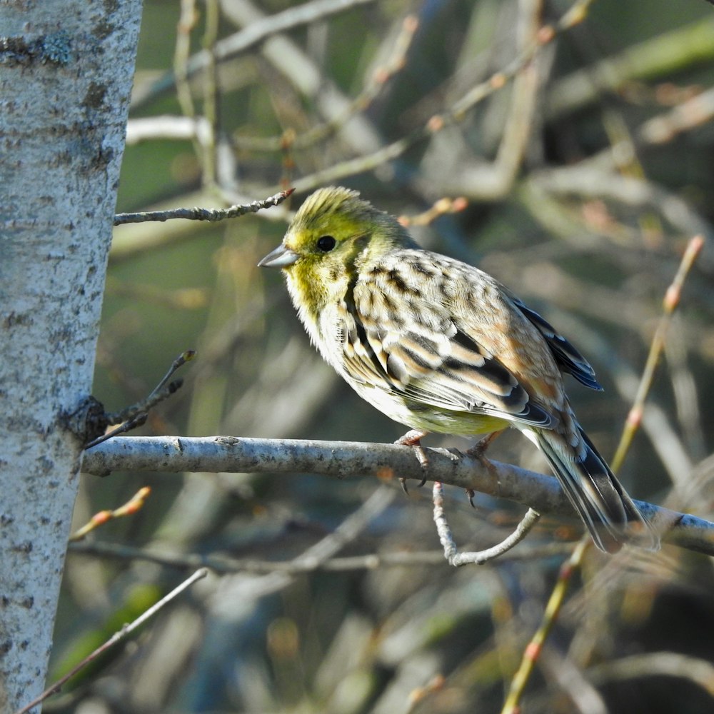 a small bird perched on a tree branch