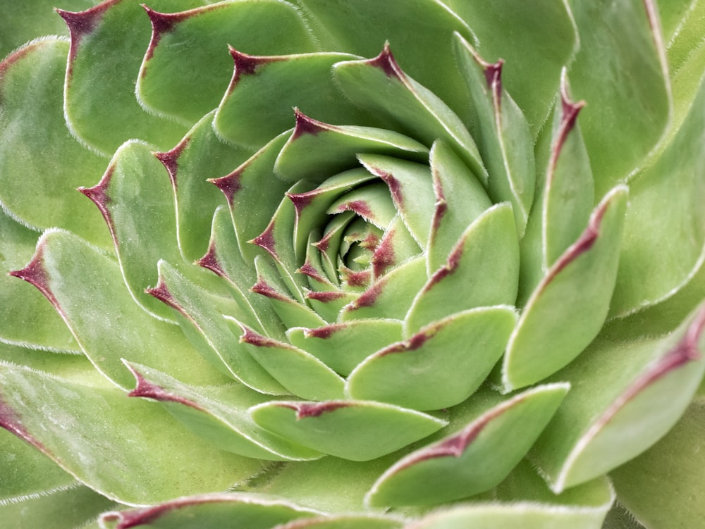 a close up view of a green plant