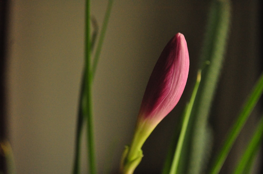 a close up of a pink flower in a vase