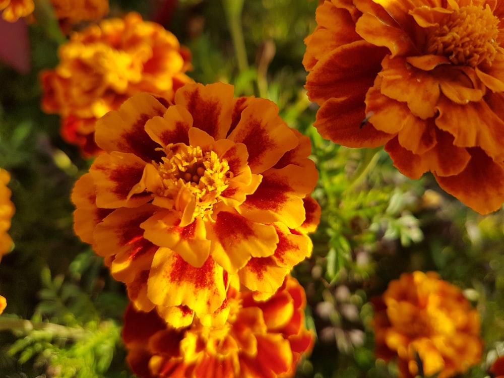 eine Gruppe orangefarbener und gelber Blumen in einem Garten