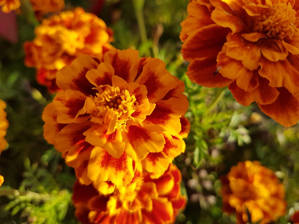 a group of orange and yellow flowers in a garden
