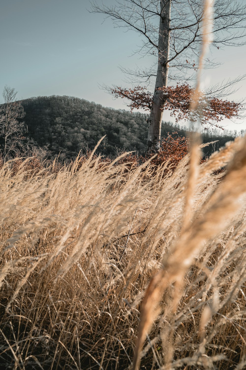 um campo de grama alta com uma árvore no fundo