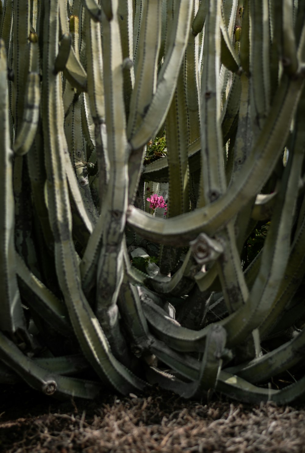 a large group of cactus plants in a garden