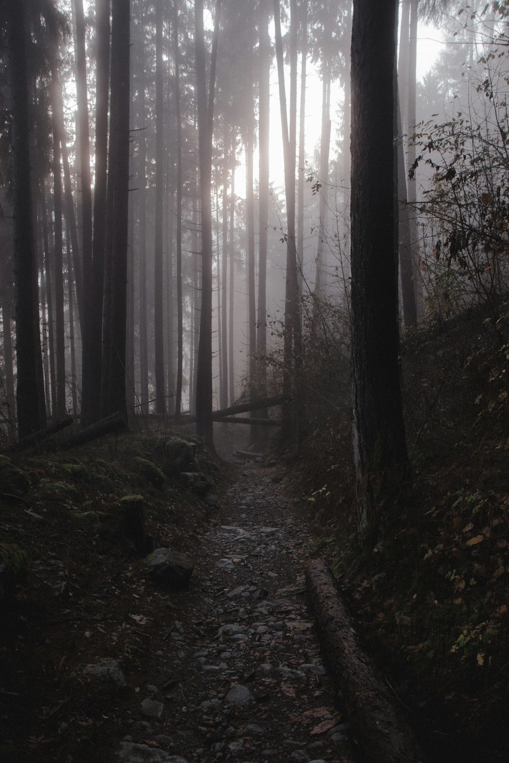 a path in the middle of a foggy forest