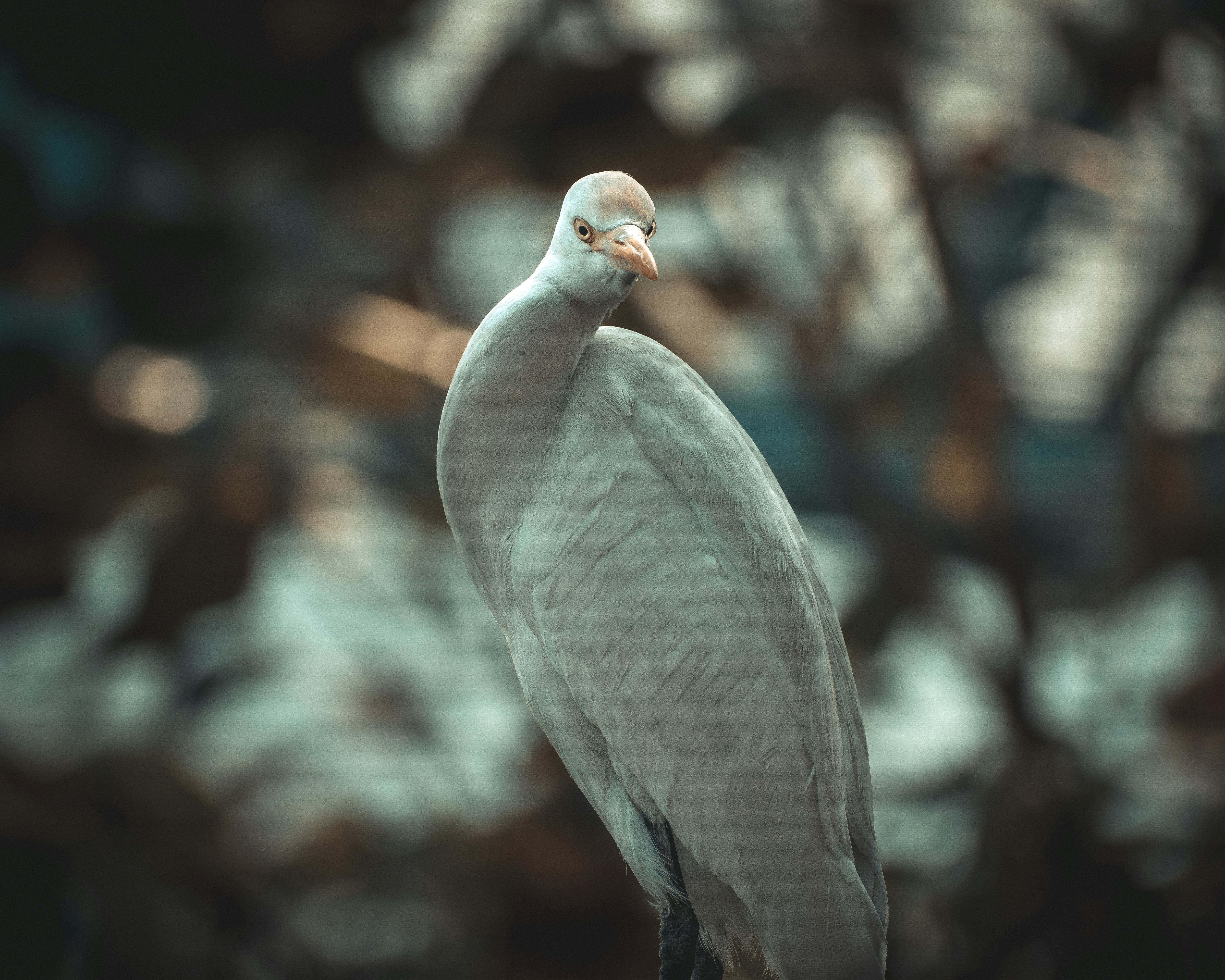 Saw this swan on a Random day infront of my house 