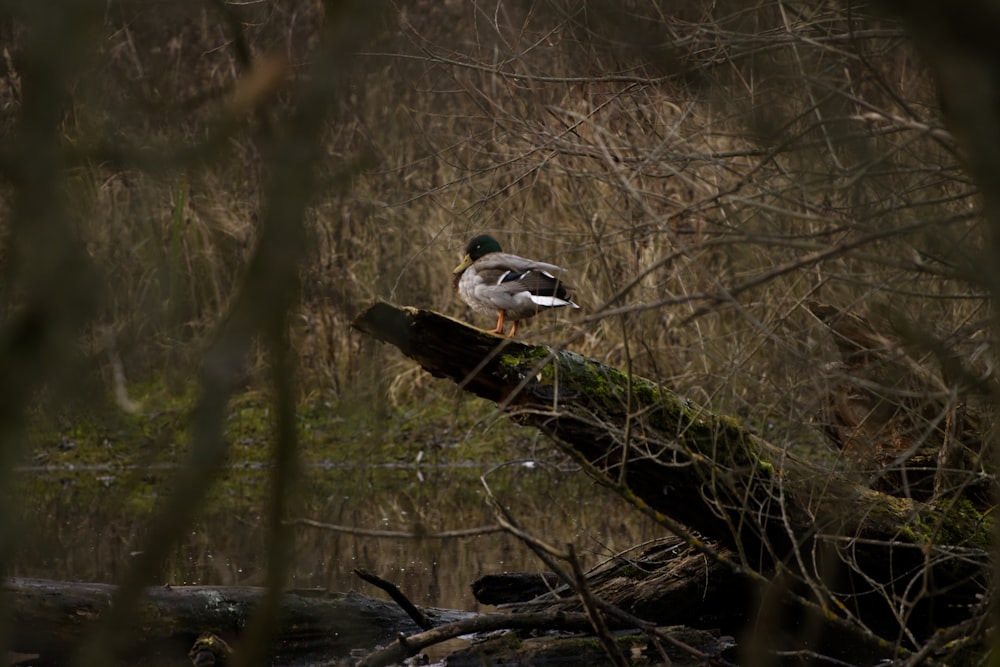 a duck sitting on a log in the woods