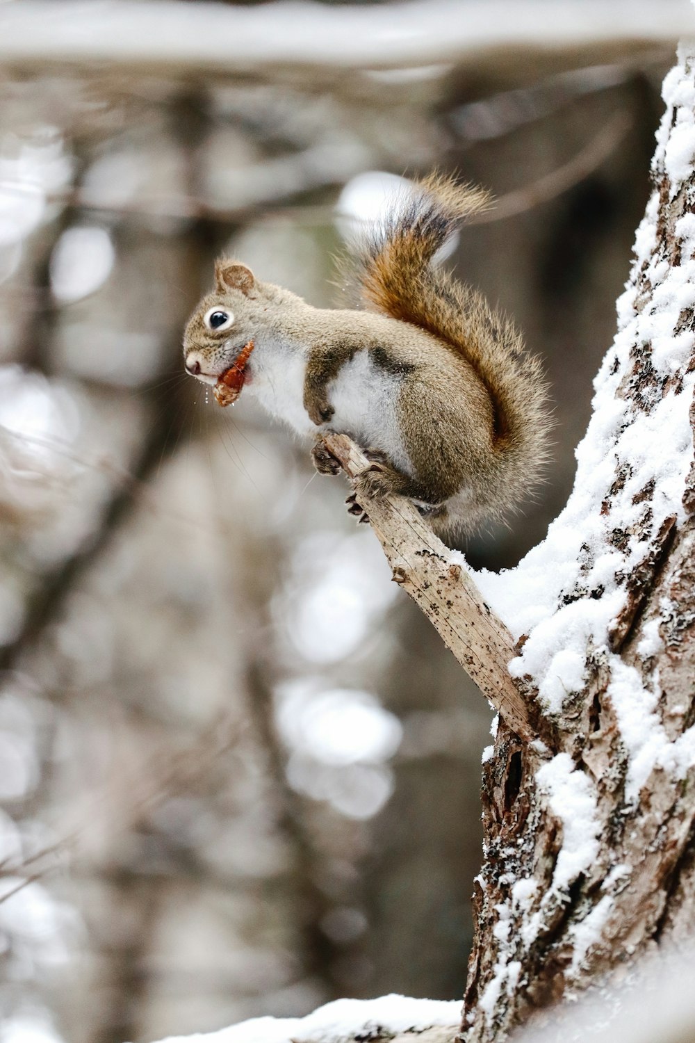 a squirrel is sitting on a tree branch in the snow