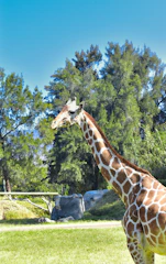 Graceful giraffes browsing treetops against a blue sky.