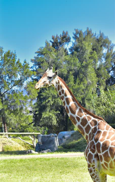 Graceful giraffes browsing treetops against a blue sky.