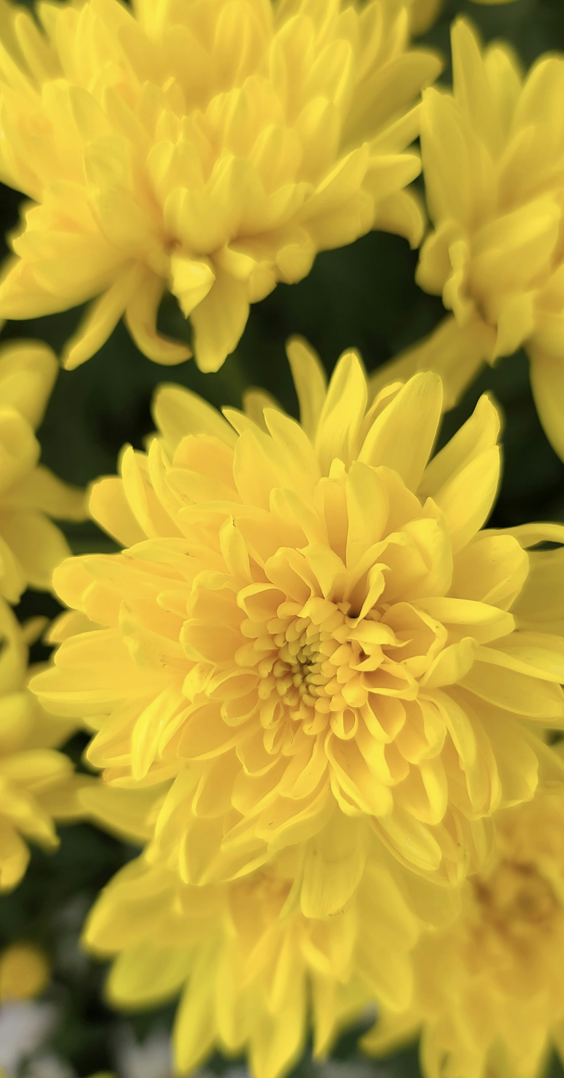 Photo by aryanspixel