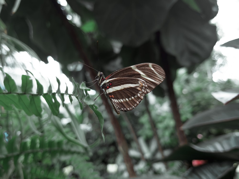 Una mariposa sentada encima de una hoja verde