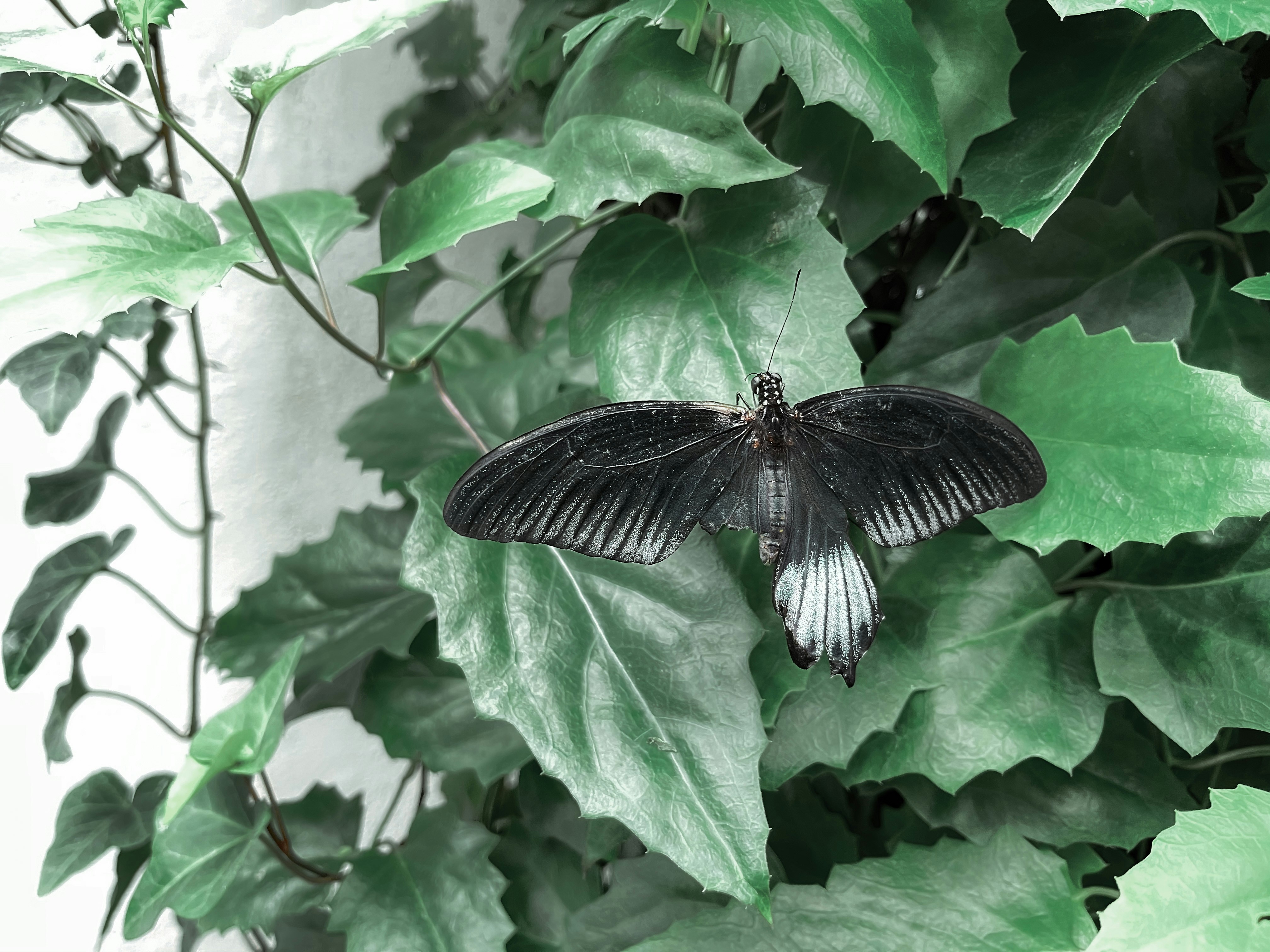 a black and white butterfly sitting on a leafy plant