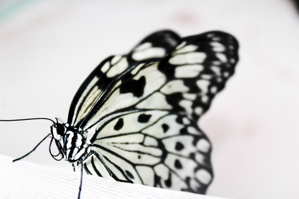 Una mariposa blanca y negra sentada en un pedazo de papel