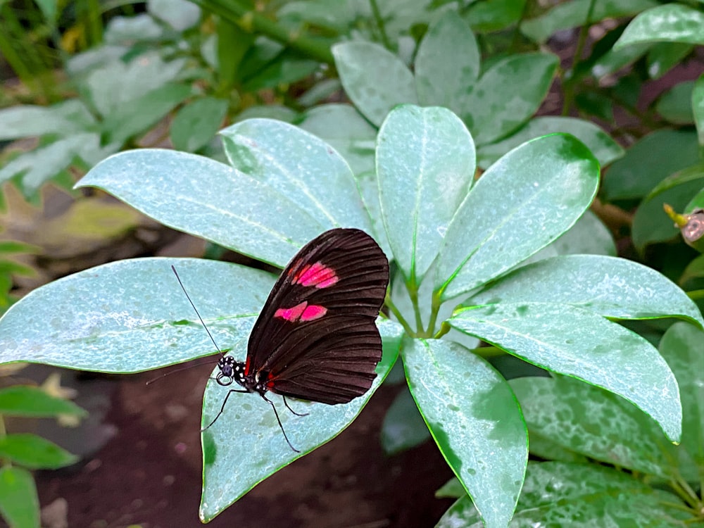 Una mariposa roja y negra sentada en una hoja verde