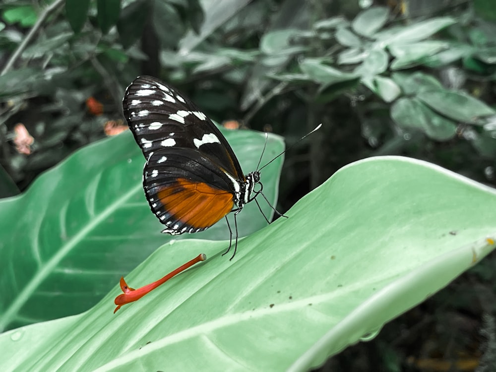 a butterfly sitting on top of a green leaf