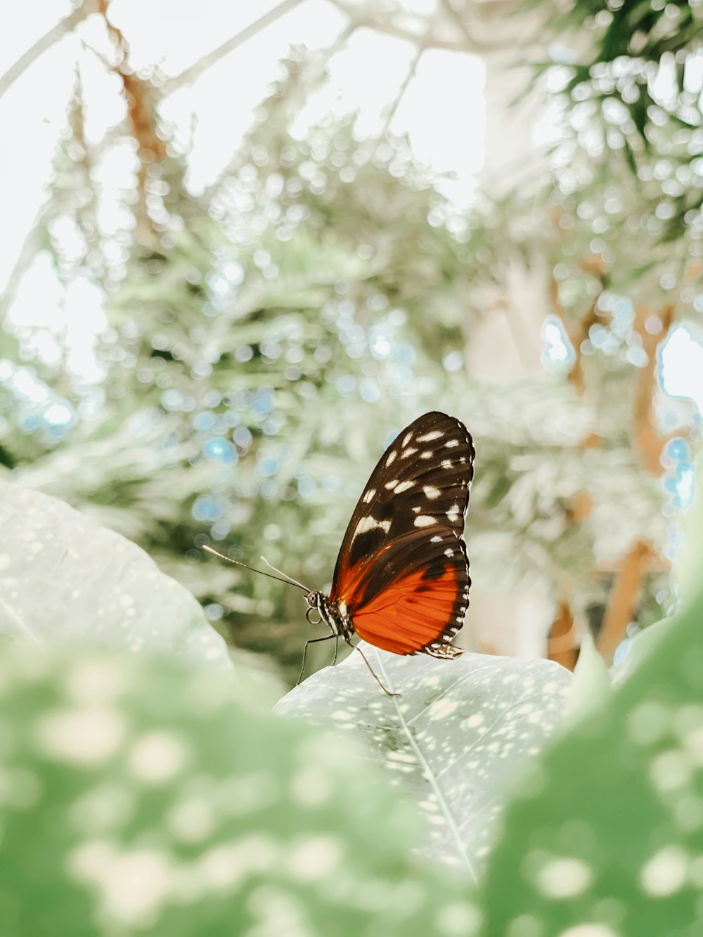 a red and black butterfly sitting on a leaf