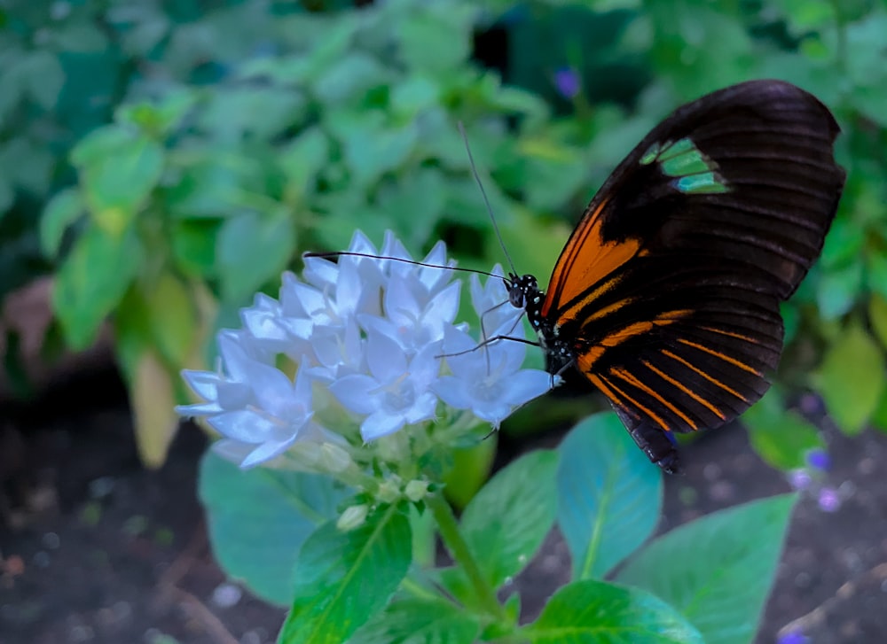 Una mariposa sentada encima de una flor blanca