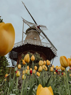 Colorful tulip fields stretching towards a traditional windmill in the Netherlands.