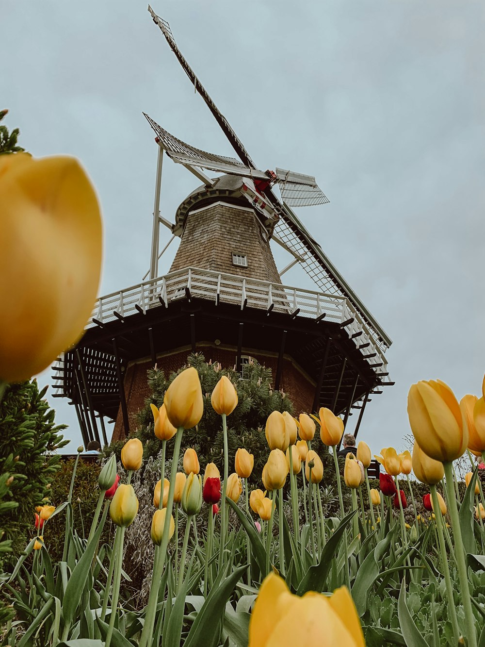 a windmill surrounded by yellow tulips and other flowers