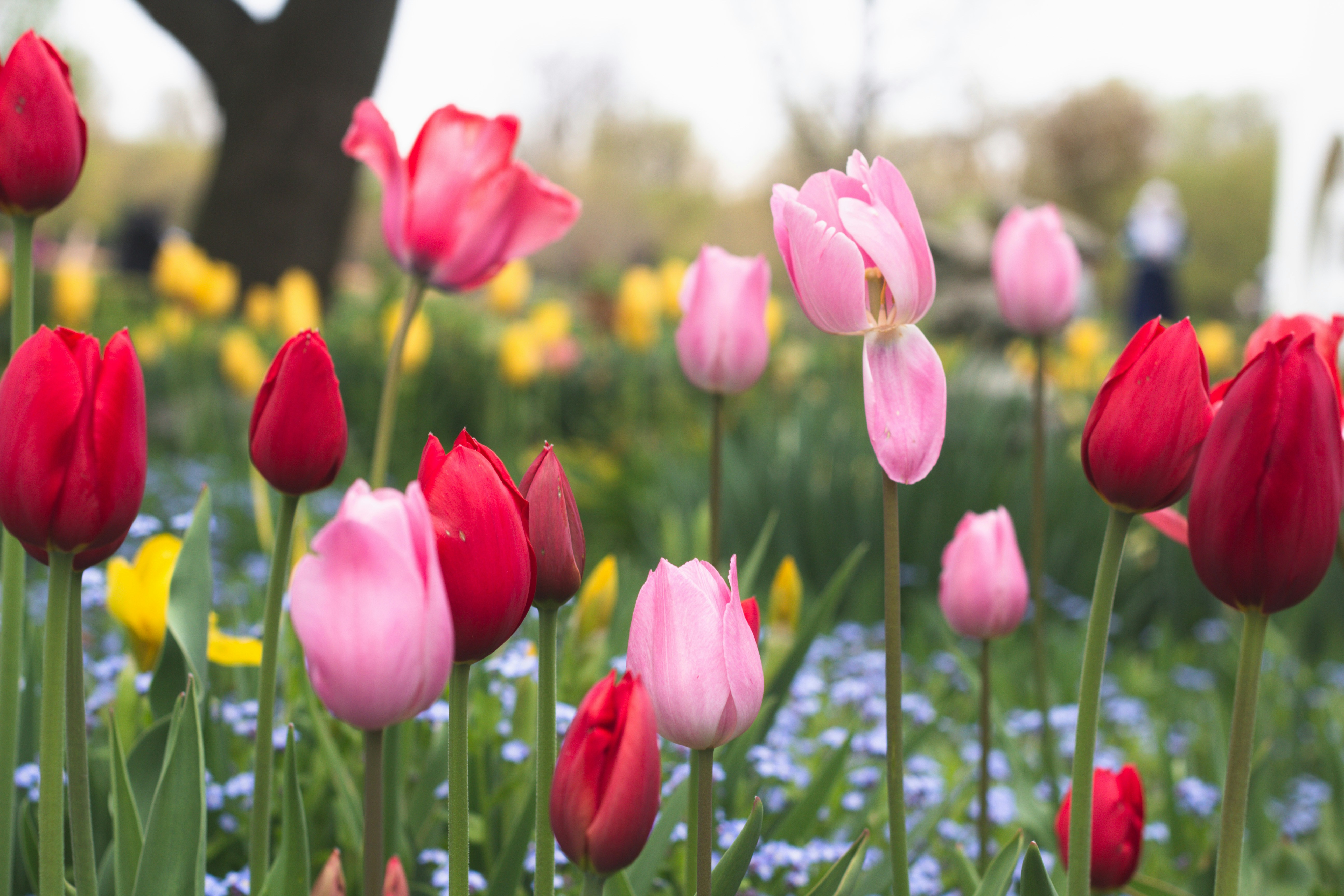 Un champ plein de tulipes roses et rouges photo – Photo Tulipe Gratuite ...