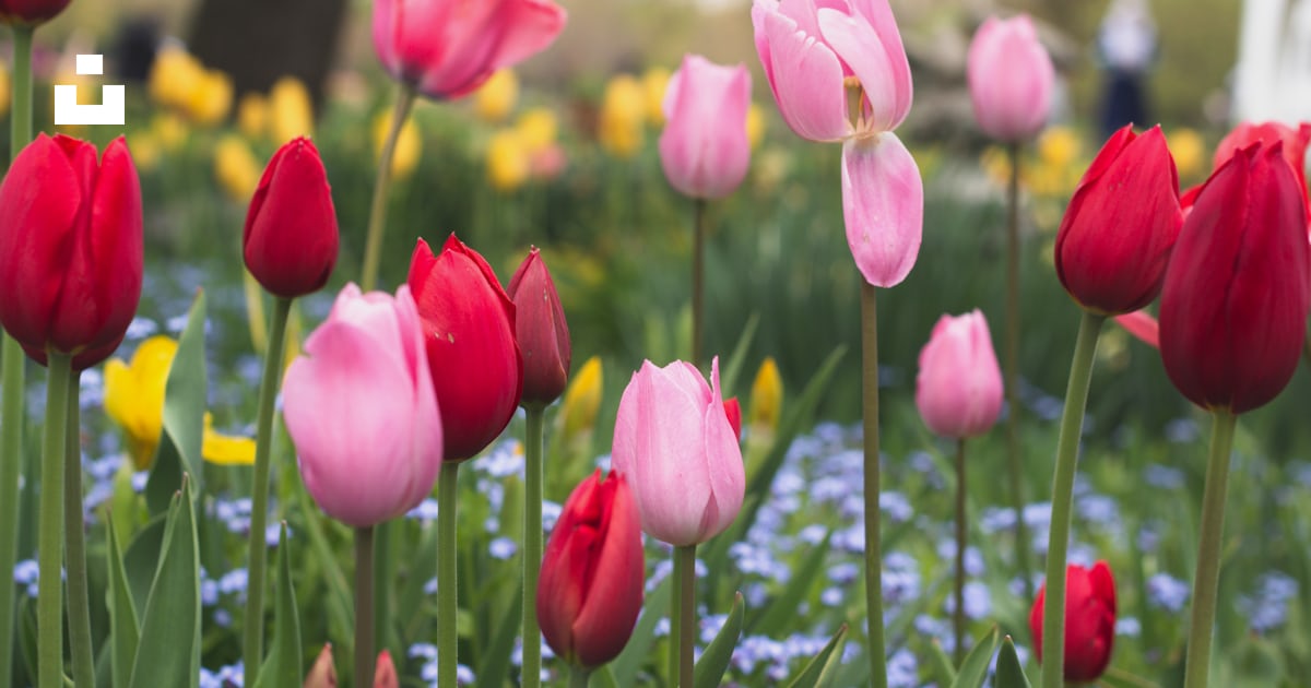 Un champ plein de tulipes roses et rouges photo – Photo Tulipe Gratuite ...