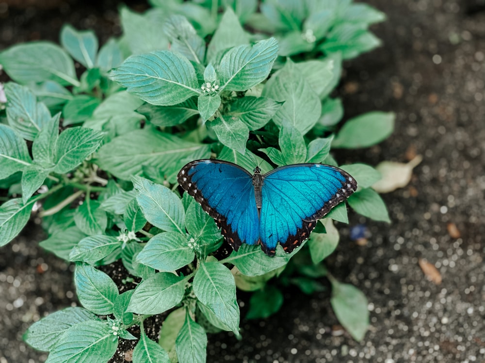 a blue butterfly sitting on top of a green plant
