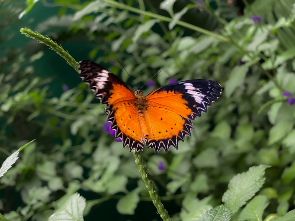 Una mariposa naranja y negra sentada encima de una planta verde