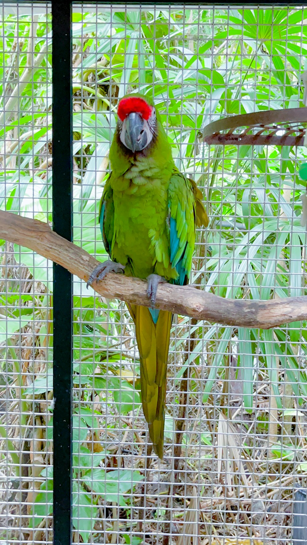 a parrot sitting on a branch in a cage