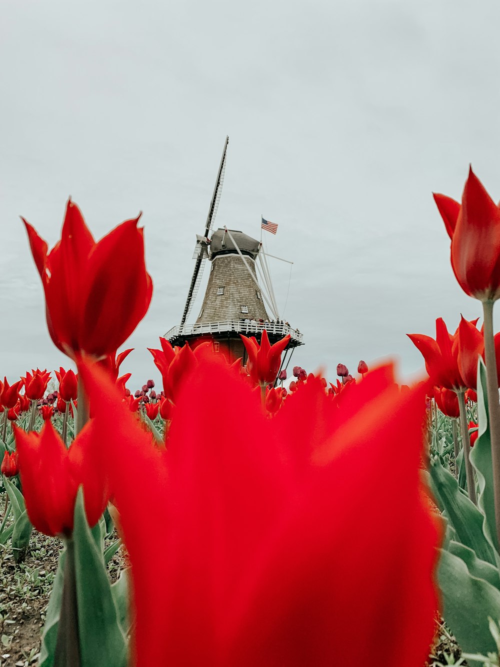 Un mulino a vento in un campo di tulipani rossi