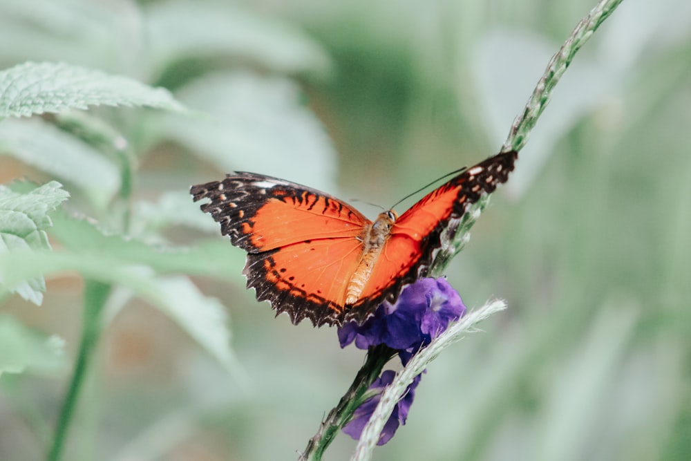 Un primer plano de una mariposa en una flor