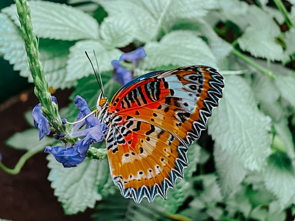 una mariposa que está sentada sobre una flor