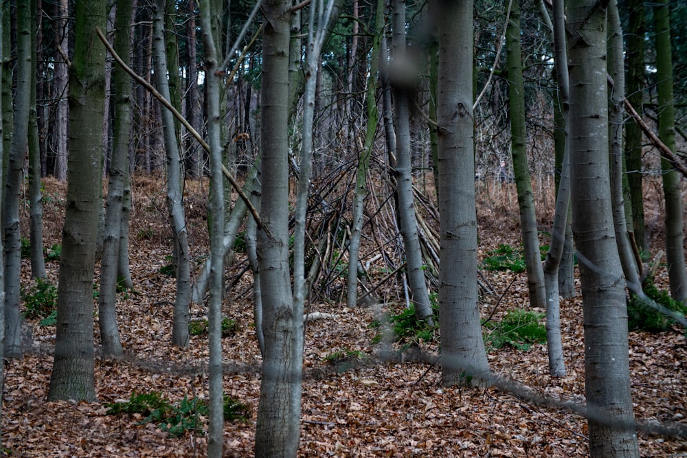 a forest filled with lots of tall trees