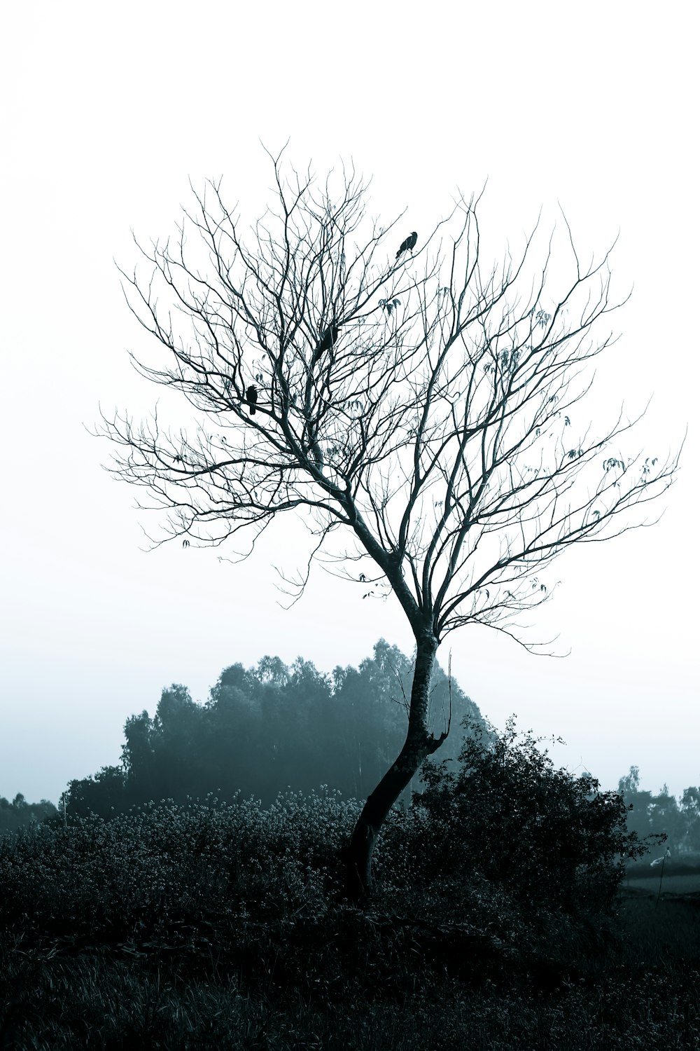 a black and white photo of a tree with a bird perched on it