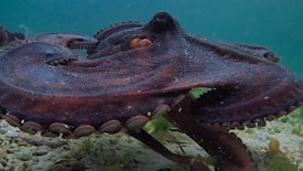 A large octopus with textured skin is moving gracefully under the water. Its arms are spread out over a rocky seabed, displaying suction cups. The background is a clear blue-green marine environment with scattered small plants and rocks.