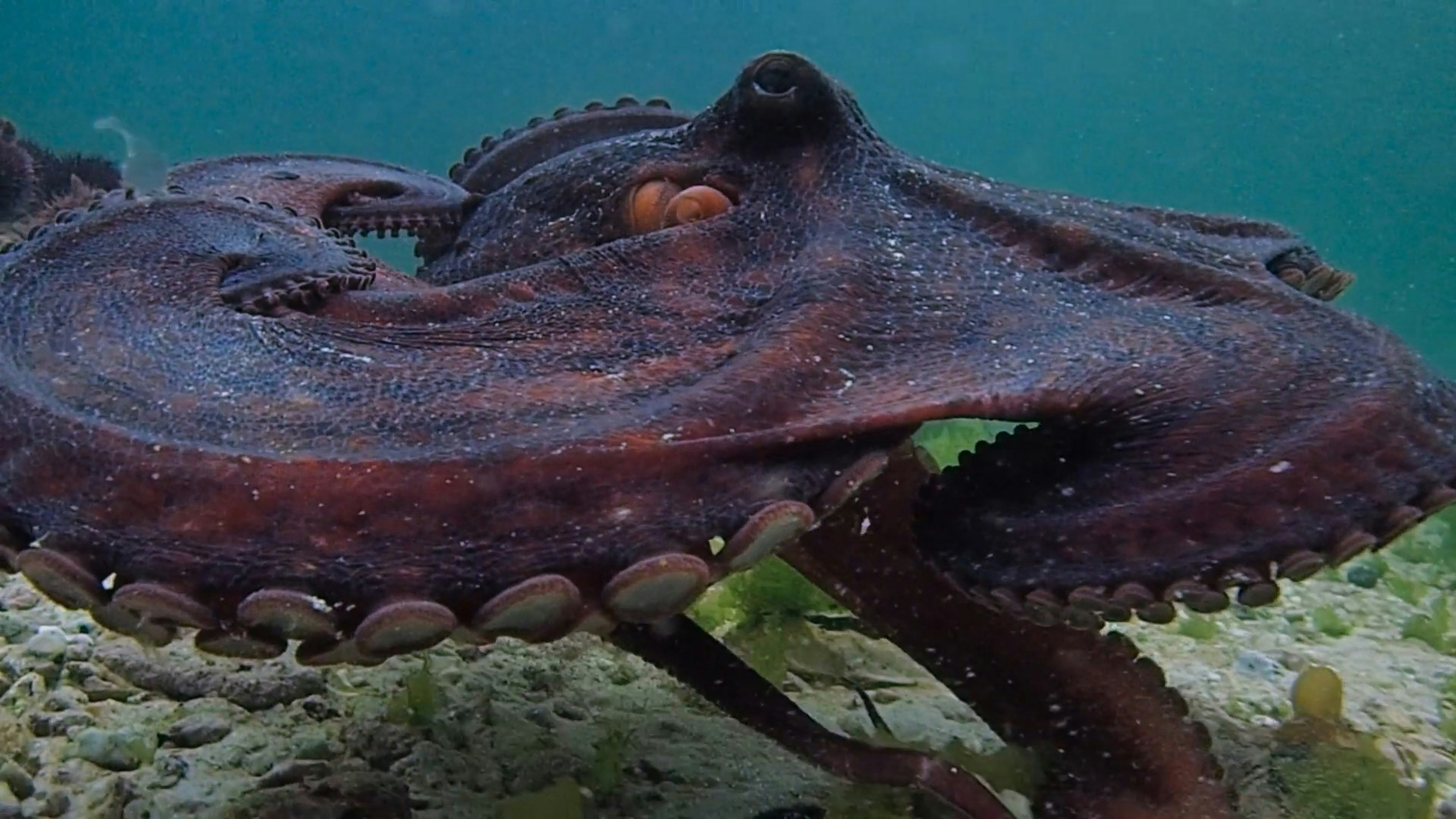 a close up of an octopus under water