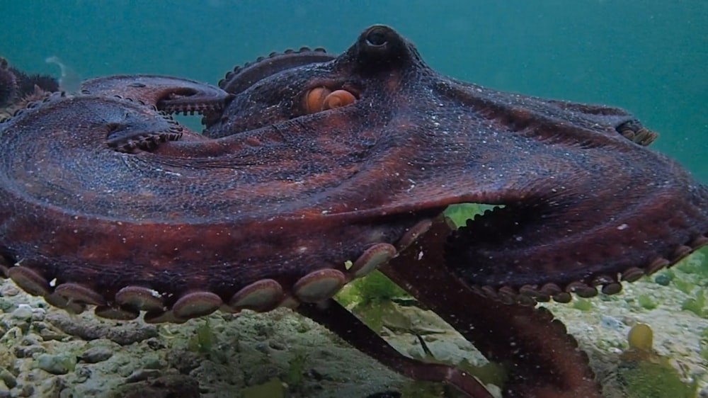 a close up of an octopus under water