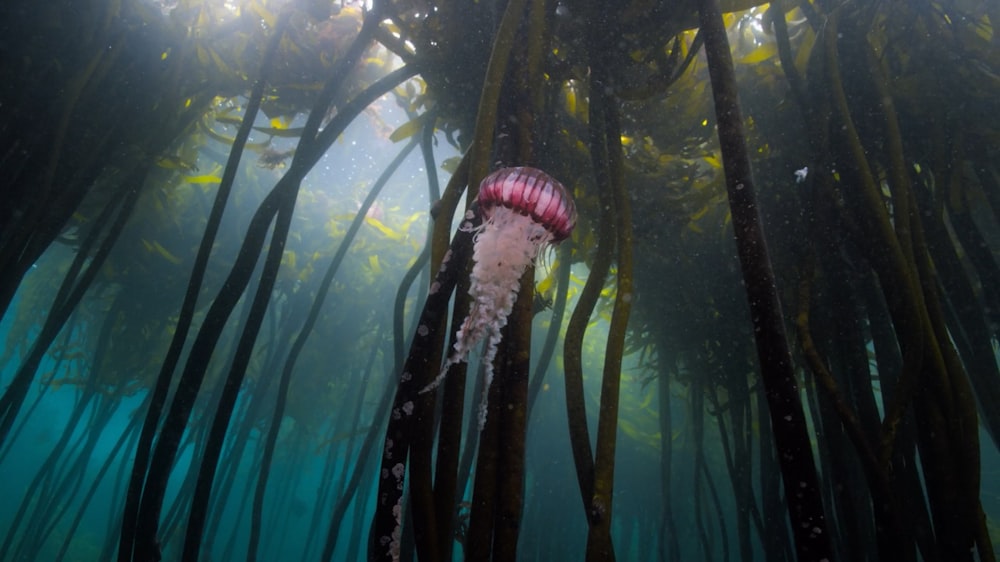 a jellyfish in the water surrounded by seaweed