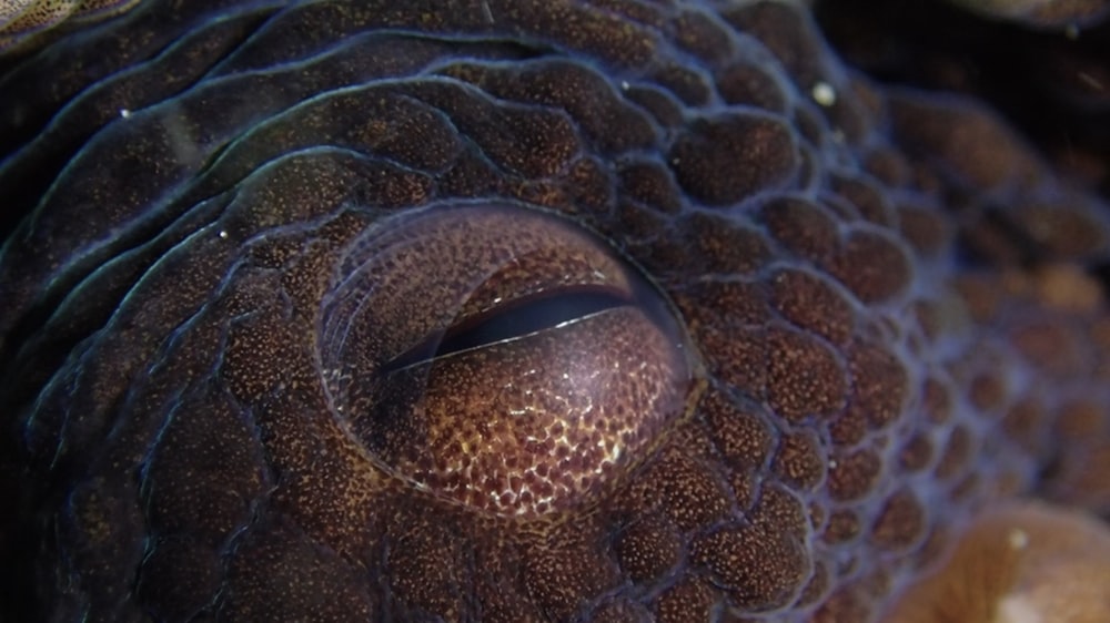 a close up of an octopus's eye