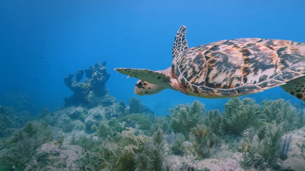 a sea turtle swimming over a coral reef