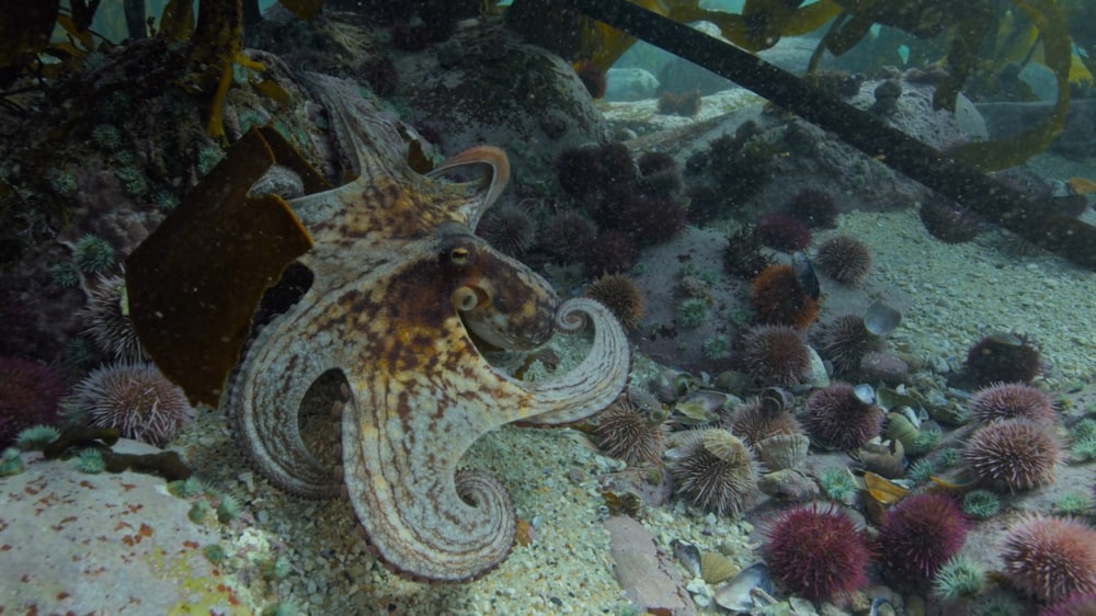 an octopus is sitting on the bottom of a seabed
