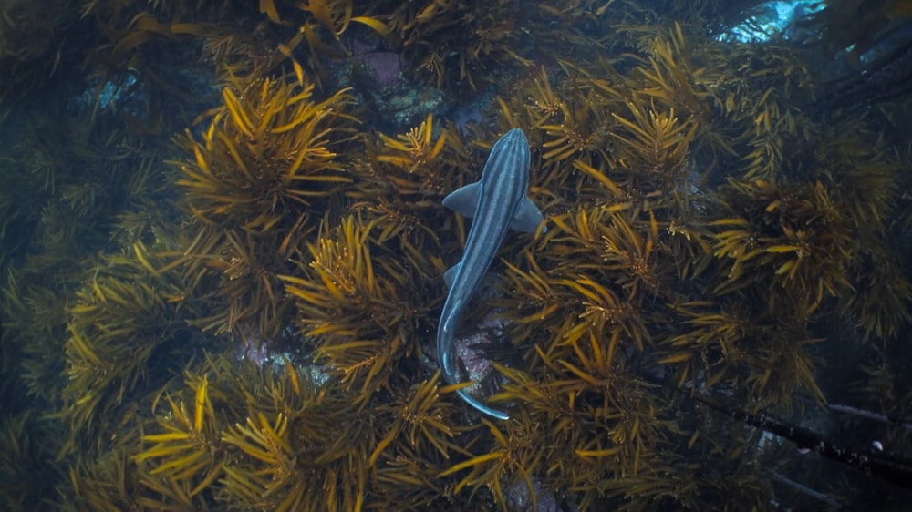 a fish that is swimming in some water