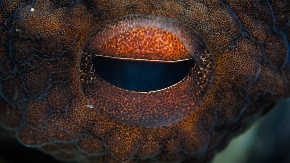 a close up of an animal's eye